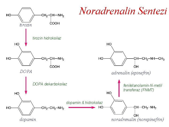Noradrenalin Sentezi tirozin hidroksilaz DOPA adrenalin (epinefrin) DOPA dekarboksilaz feniletanolamin-N-metil transferaz (FNMT) dopamin ß