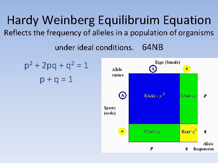 Hardy Weinberg Equilibruim Equation Reflects the frequency of alleles in a population of organisms
