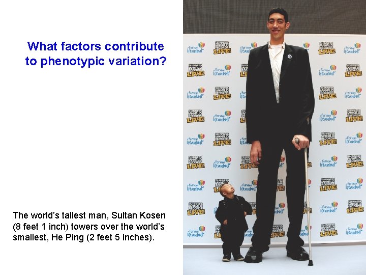 What factors contribute to phenotypic variation? The world’s tallest man, Sultan Kosen (8 feet