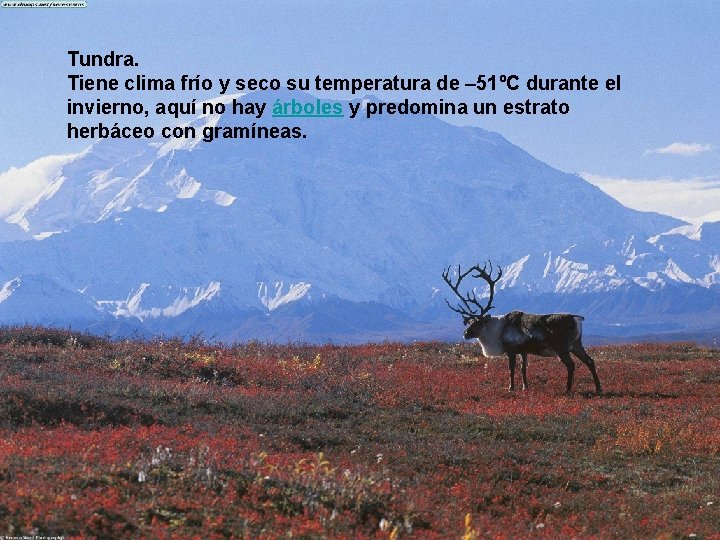 Tundra. Tiene clima frío y seco su temperatura de – 51ºC durante el invierno,