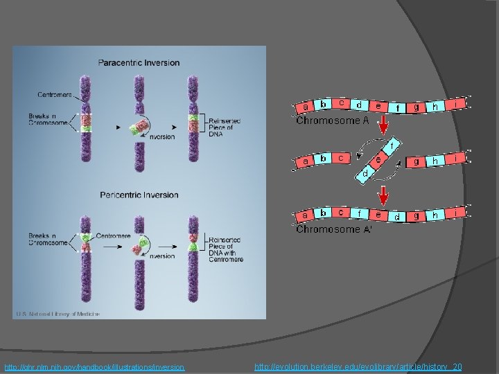 http: //ghr. nlm. nih. gov/handbook/illustrations/inversion http: //evolution. berkeley. edu/evolibrary/article/history_20 