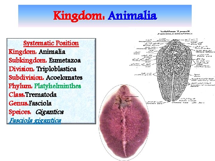 Kingdom: Animalia Systematic Position Kingdom: Animalia Subkingdom: Eumetazoa Division: Triploblastica Subdivision: Acoelomates Phylum: Platyhelminthes