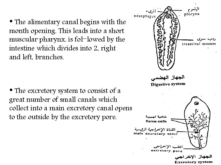  • The alimentary canal begins with the month opening. This leads into a