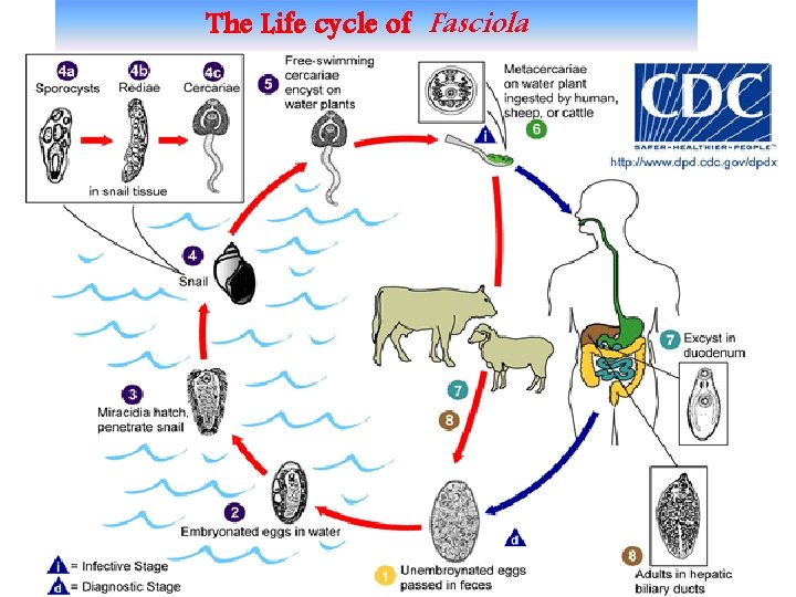 The Life cycle of Fasciola 