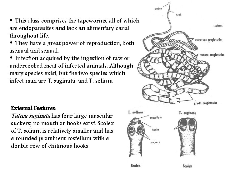  • This class comprises the tapeworms, all of which are endoparasites and lack