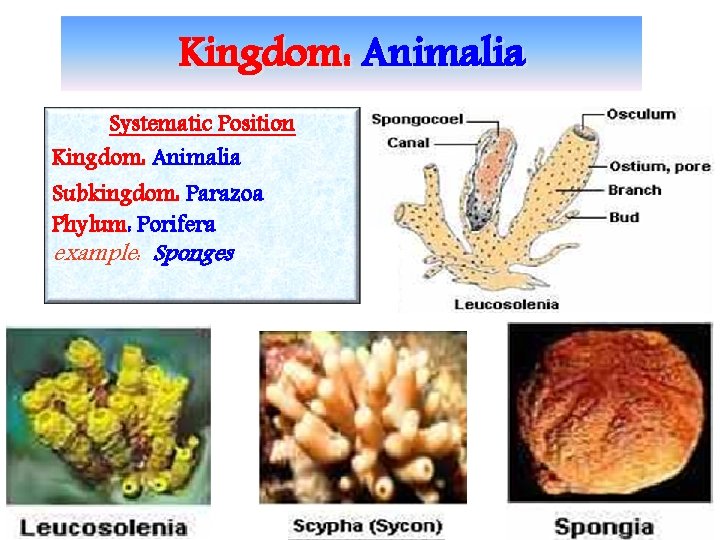 Kingdom: Animalia Systematic Position Kingdom: Animalia Subkingdom: Parazoa Phylum: Porifera example: Sponges 