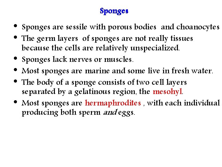 Sponges • • • Sponges are sessile with porous bodies and choanocytes The germ