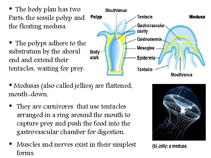  • The body plan has two Parts: the sessile polyp and the floating