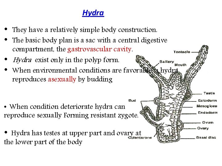 Hydra • • They have a relatively simple body construction. The basic body plan