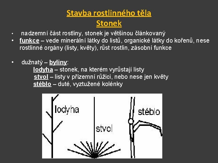 Stavba rostlinného těla Stonek nadzemní část rostliny, stonek je většinou článkovaný • funkce –