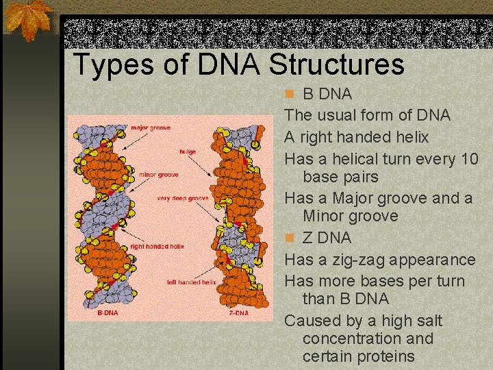 Nucleic Acids Jon Wilson Cell Physiology Structure of