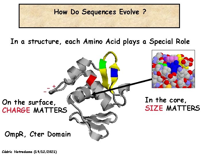 How Do Sequences Evolve ? In a structure, each Amino Acid plays a Special