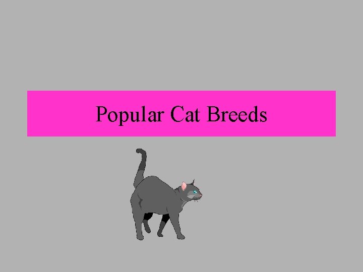 Popular Cat Breeds 