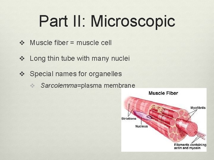 Part II: Microscopic v Muscle fiber = muscle cell v Long thin tube with