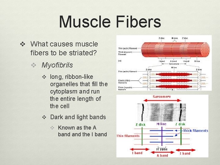 Muscle Fibers v What causes muscle fibers to be striated? v Myofibrils v long,