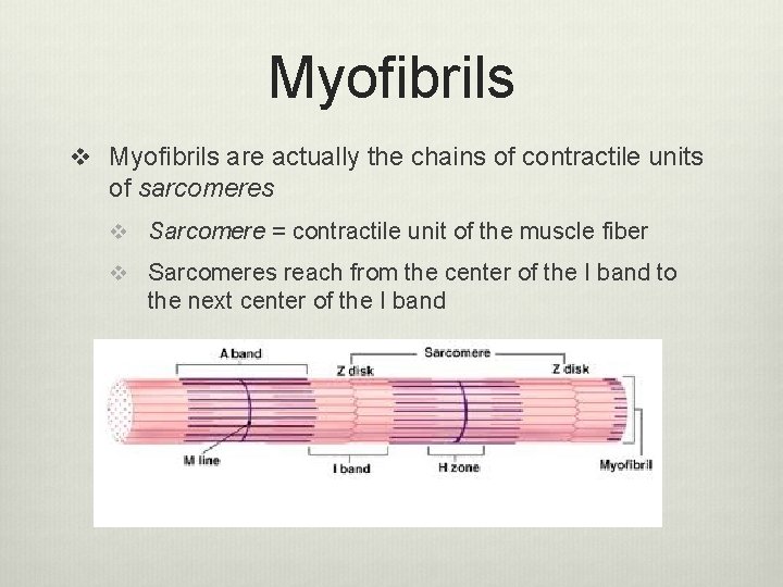 Myofibrils v Myofibrils are actually the chains of contractile units of sarcomeres v Sarcomere
