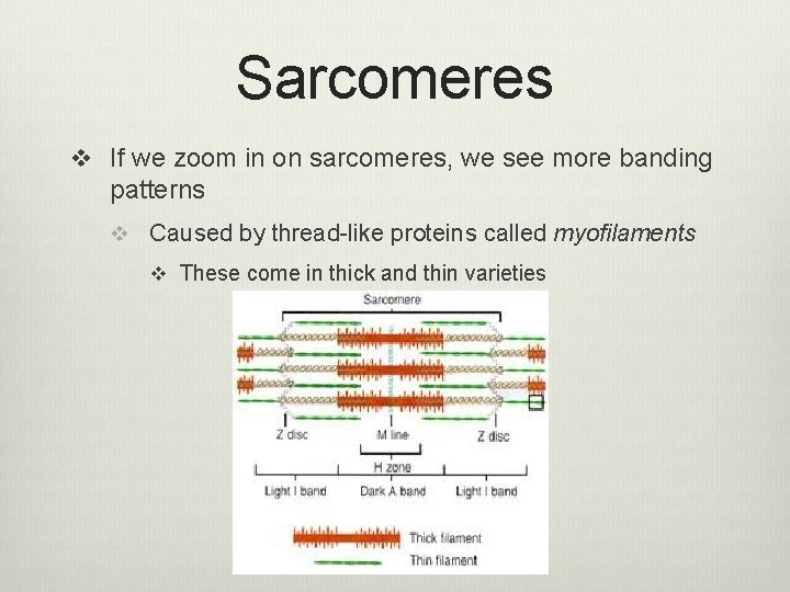 Sarcomeres v If we zoom in on sarcomeres, we see more banding patterns v