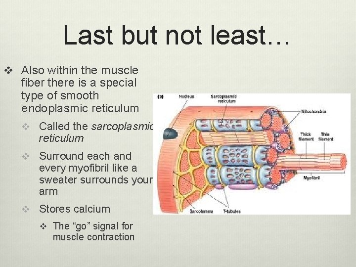 Last but not least… v Also within the muscle fiber there is a special