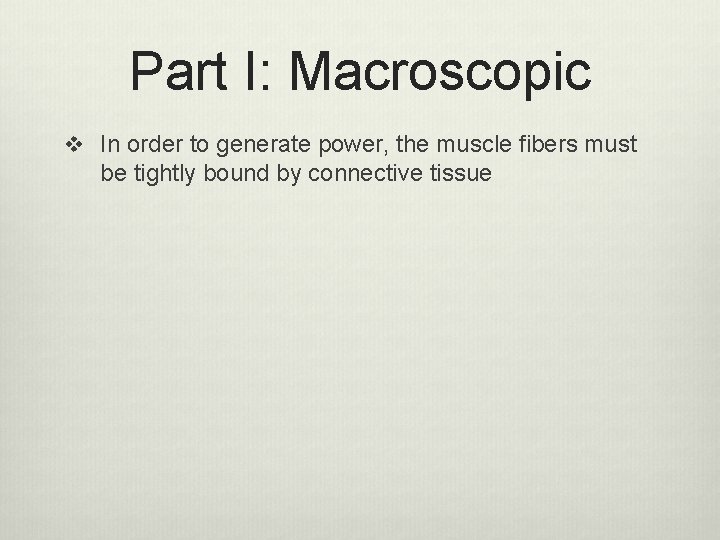 Part I: Macroscopic v In order to generate power, the muscle fibers must be