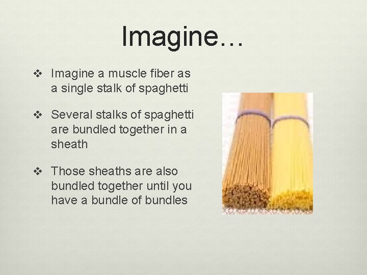 Imagine… v Imagine a muscle fiber as a single stalk of spaghetti v Several