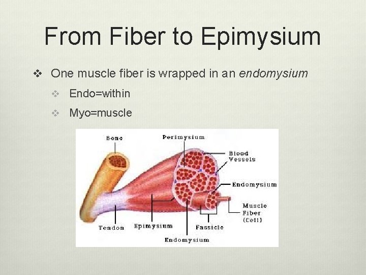 From Fiber to Epimysium v One muscle fiber is wrapped in an endomysium v