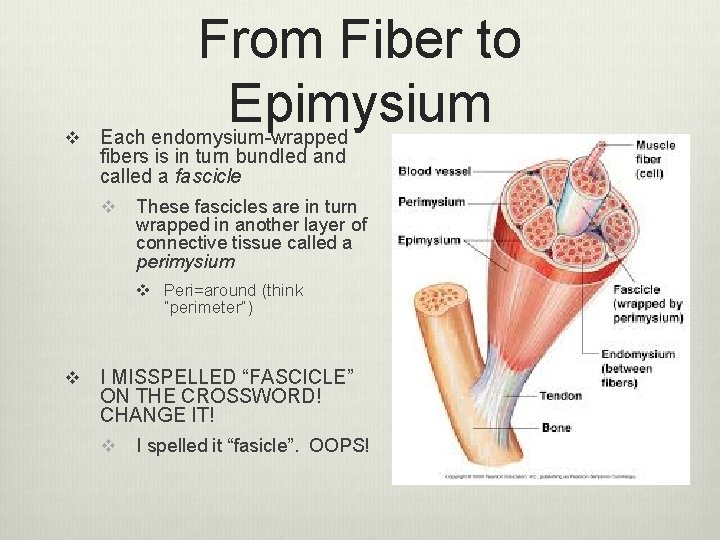 v From Fiber to Epimysium Each endomysium-wrapped fibers is in turn bundled and called