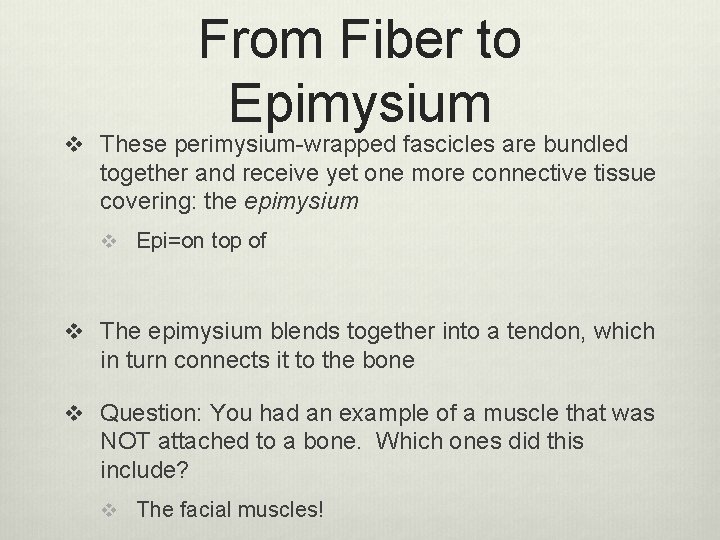 From Fiber to Epimysium v These perimysium-wrapped fascicles are bundled together and receive yet