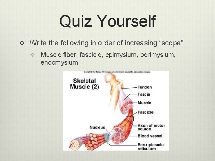 Quiz Yourself v Write the following in order of increasing “scope” v Muscle fiber,