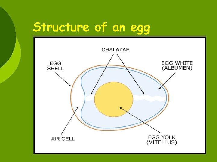 Structure of an egg 