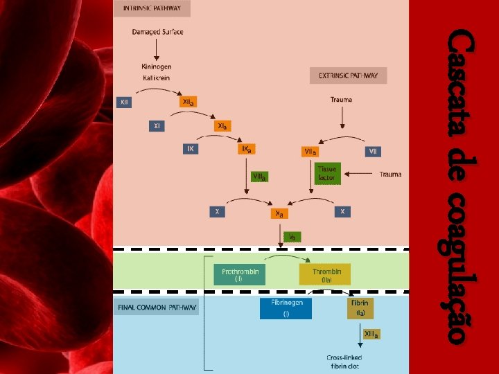 Cascata de coagulação 
