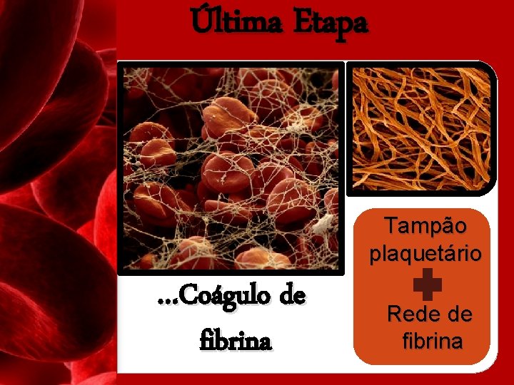 Última Etapa Tampão plaquetário …Coágulo de fibrina Rede de fibrina 