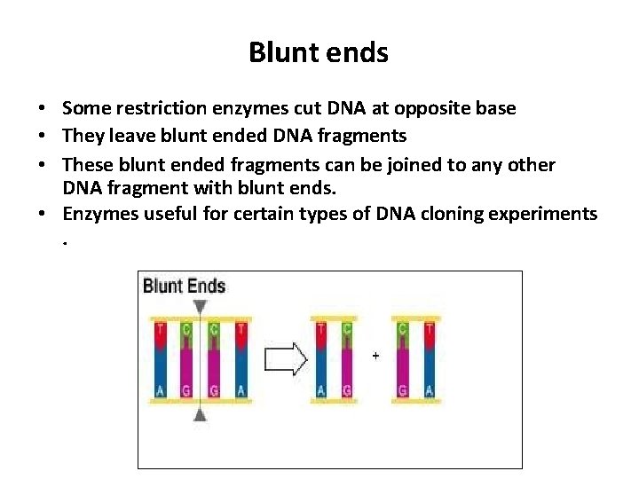 Blunt ends • Some restriction enzymes cut DNA at opposite base • They leave