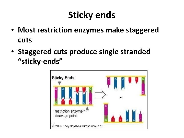 Sticky ends • Most restriction enzymes make staggered cuts • Staggered cuts produce single