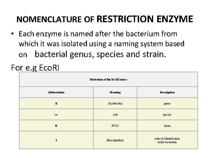 NOMENCLATURE OF RESTRICTION ENZYME • Each enzyme is named after the bacterium from which