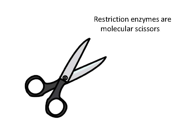 Restriction enzymes are molecular scissors 