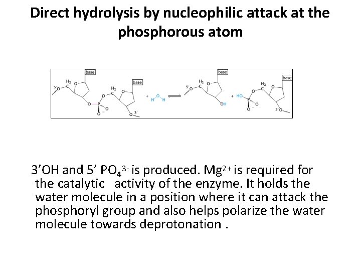 Direct hydrolysis by nucleophilic attack at the phosphorous atom 3’OH and 5’ PO 43