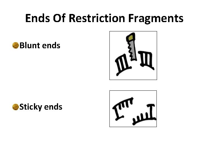 Ends Of Restriction Fragments Blunt ends Sticky ends 