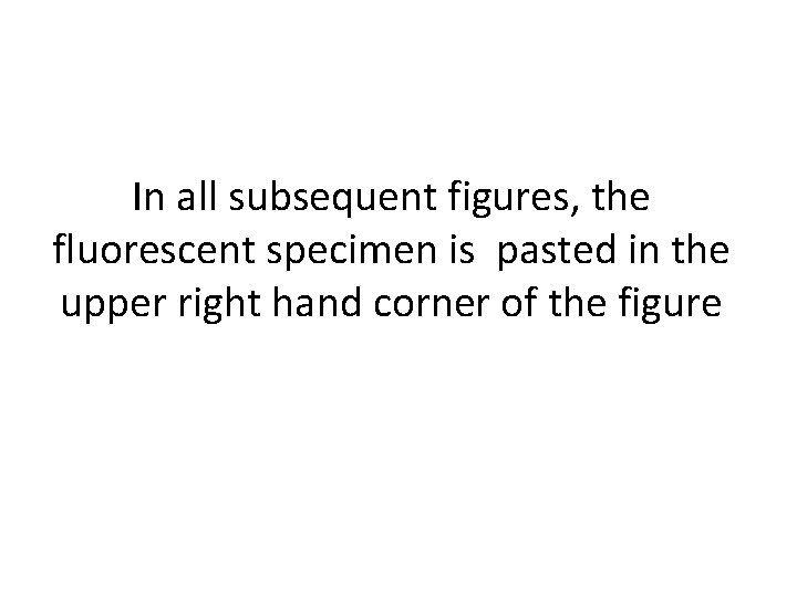 In all subsequent figures, the fluorescent specimen is pasted in the upper right hand