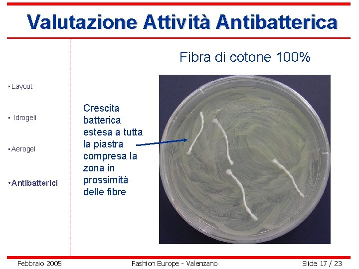 Valutazione Attività Antibatterica Fibra di cotone 100% • Layout • Idrogeli • Aerogel •