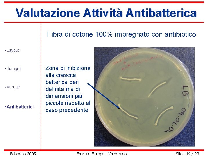 Valutazione Attività Antibatterica Fibra di cotone 100% impregnato con antibiotico • Layout • Idrogeli