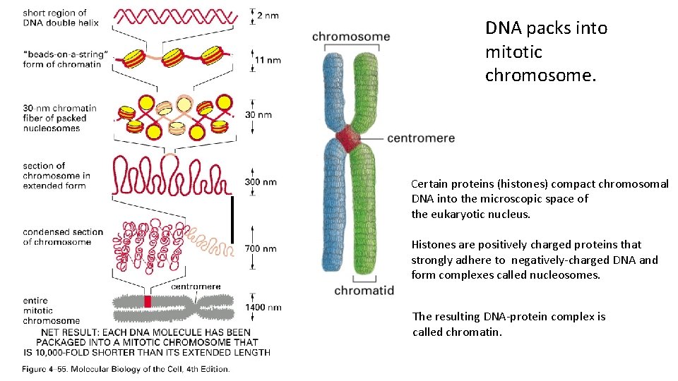 DNA packs into mitotic chromosome. Certain proteins (histones) compact chromosomal DNA into the microscopic