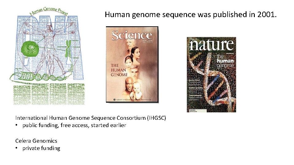 Human genome sequence was published in 2001. International Human Genome Sequence Consortium (IHGSC) •