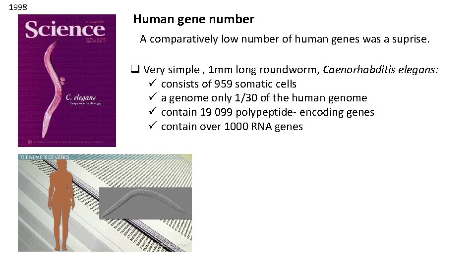 1998 Human gene number A comparatively low number of human genes was a suprise.