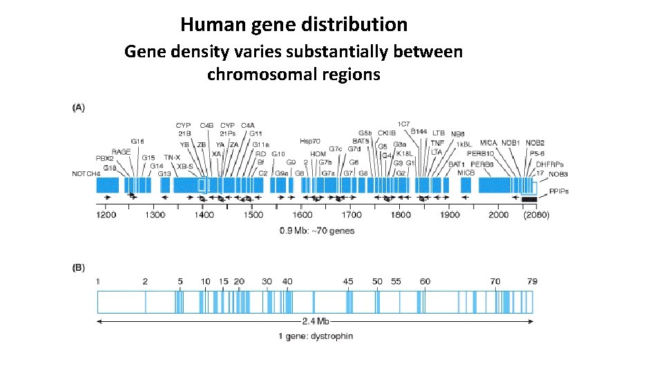 Human gene distribution Gene density varies substantially between chromosomal regions 