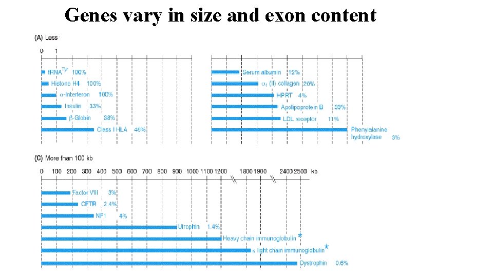 Genes vary in size and exon content 