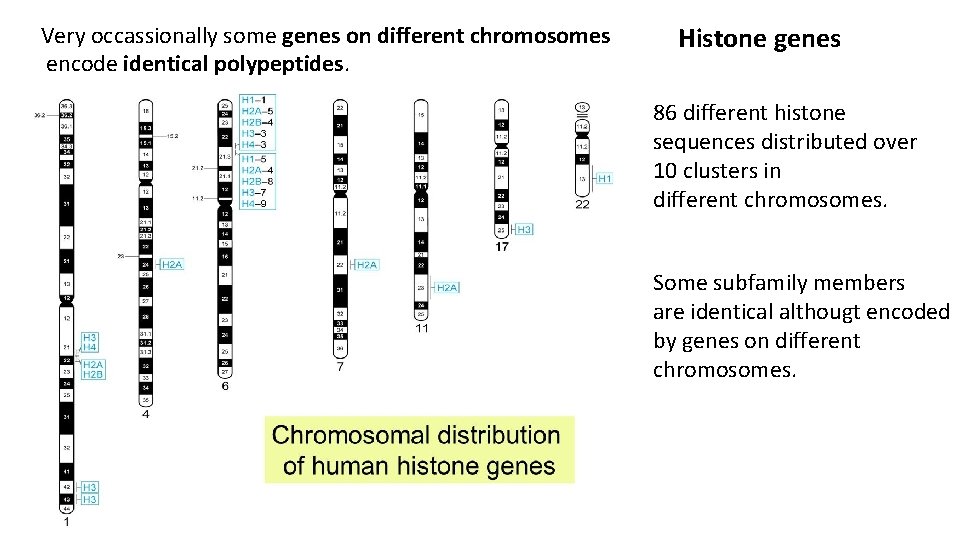 Very occassionally some genes on different chromosomes encode identical polypeptides. Histone genes 86 different