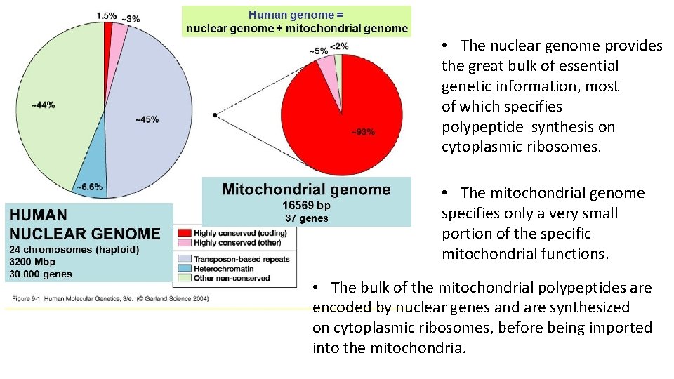  • The nuclear genome provides the great bulk of essential genetic information, most