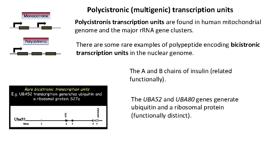 Polycistronic (multigenic) transcription units Polycistronis transcription units are found in human mitochondrial genome and