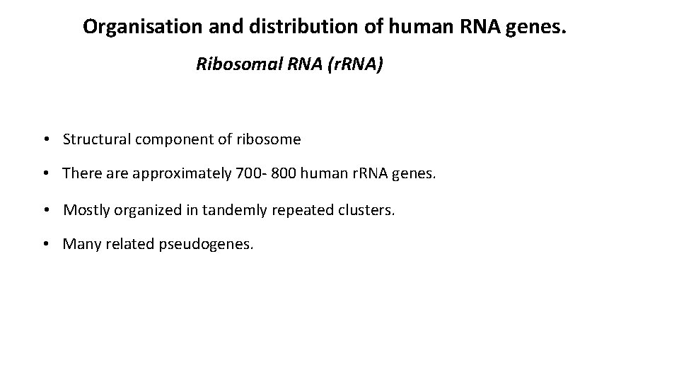 Organisation and distribution of human RNA genes. Ribosomal RNA (r. RNA) • Structural component