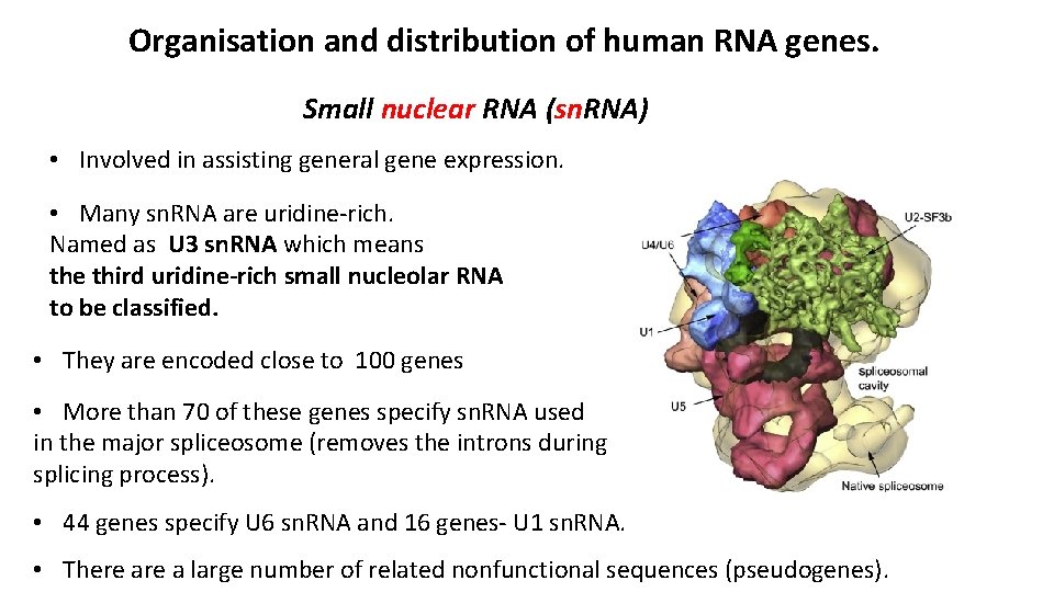 Organisation and distribution of human RNA genes. Small nuclear RNA (sn. RNA) • Involved
